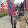 精品獨干紫荊 2-6公分獨干紫荊價格 叢生紫荊 獨桿紫荊基地直銷