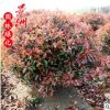 紅葉石楠球30-3.5米 直銷批發公園學校園林觀賞植物小苗規格全