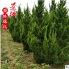 高龍柏樹苗 廠家批發1-3.5米高龍柏學校綠化馬路園林植物柏樹苗