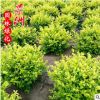 冠30-1.5米金葉女貞球 園林觀賞風景樹濕地綠化學校馬路植物