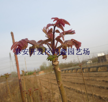 基地批發(fā)香椿樹(shù)苗 當(dāng)年可食用紅芽香椿