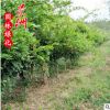 紫藤 量大從優園林觀賞植物小苗風景樹直銷批發紫藤濕地綠化樹木