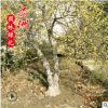 批發臘梅苗 耐寒臘梅樹苗 園林觀花植物臘梅小苗 規格全臘梅樹