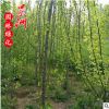 垂枝梅 垂梅 高桿垂枝梅 園林小區綠化苗木 基地苗木批發