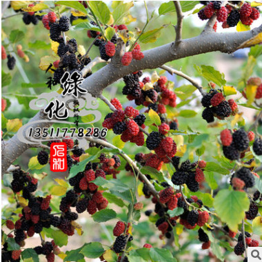 熱銷果樹苗桑葚苗 桑葚樹苗 果樹苗 規(guī)格齊全 質(zhì)優(yōu)價廉