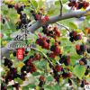 熱銷果樹苗桑葚苗 桑葚樹苗 果樹苗 規(guī)格齊全 質(zhì)優(yōu)價廉