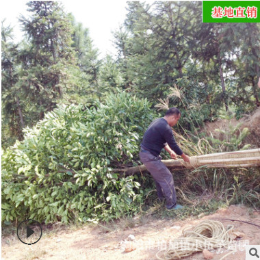 批發香泡柚子樹 供應園林工程綠化苗木精品常綠喬木 苗圃基地直銷