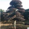 批發造型紅花繼木樁 精品園林綠化庭院工程苗木 湖南苗圃基地直銷