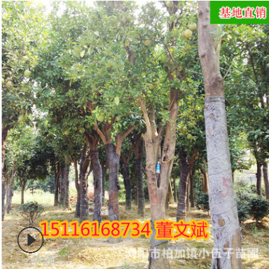 批發柚子樹香泡 精品綠化造型苗木苗農種植常綠喬木 湖南基地直銷