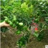 廠家生產 酸檸檬苗 紅肉檸檬苗 檸檬嫁接苗