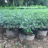 胡椒木清香木盆景 驅蚊草 四季常青清香 清香木 防蚊子盆栽綠植