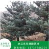 園藝場種植五針松樹 行道綠化樹易栽培易管理量大從優(yōu) 園藝基地