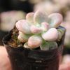 艾倫多頭群生多肉植物室內(nèi)迷你盆栽肉肉綠植盆特價批發(fā)