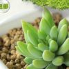 熱銷推薦 玉珠蓮多肉植物 大5-7cm辦公室內(nèi)盆栽 產(chǎn)地批發(fā)