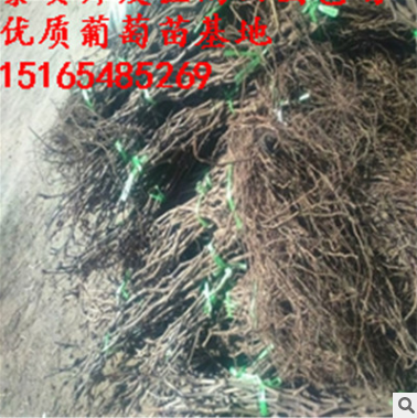 甜蜜藍(lán)寶石葡萄苗批發(fā)品質(zhì)保證嫁接藍(lán)寶石葡萄苗供應(yīng)成活率高