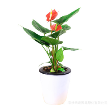 基地直銷(xiāo)發(fā)室內(nèi)觀花植物 紅掌 花卉綠植盆栽紅掌