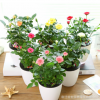 玫瑰花苗四季開花 切花玫瑰苗 綠植盆栽花卉庭院陽臺易種薔薇月季