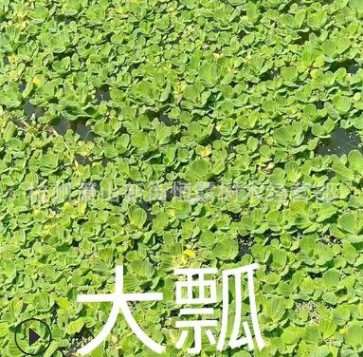 常年供應優質水生植物千屈菜 千屈草 價格低廉