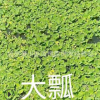 常年供應優質水生植物千屈菜 千屈草 價格低廉