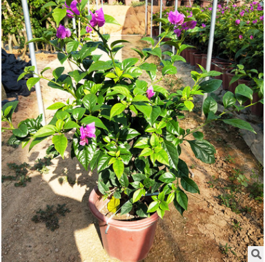 福建三角梅 安格斯三角梅 盆栽植物 浮山王子三角梅批發(fā)