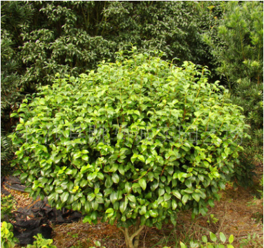 園林綠化苗木茶花樹 茶花樹價格 規(guī)格齊全 貨源充足