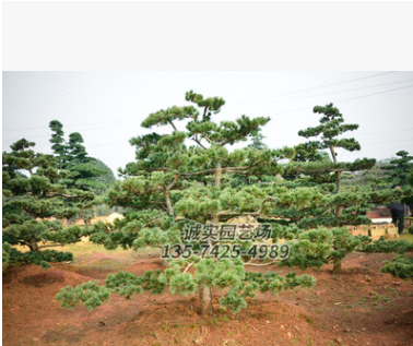 五針松 規(guī)格齊全量大優(yōu)惠 高2米1.5米冠胸徑10公分