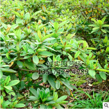 杜鵑球出售 優(yōu)質(zhì)苗木現(xiàn)貨出售 苗圃基地直銷