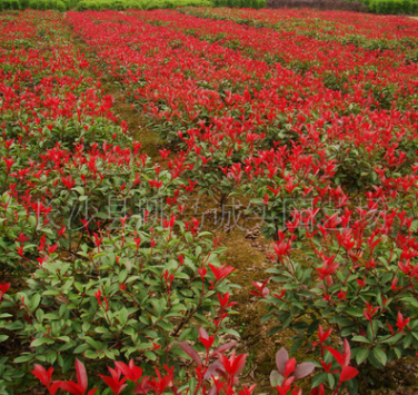 批發(fā)10~20公分 紅葉石楠苗 多規(guī)格 紅葉石楠小苗