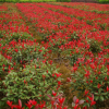 批發10~20公分 紅葉石楠苗 多規格 紅葉石楠小苗