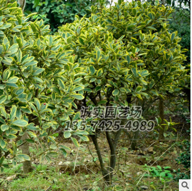 苗圃基地直銷 金邊黃揚(yáng) 規(guī)格齊全 量大優(yōu)惠 高1米 0.8米冠