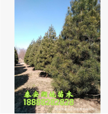 1米白皮松價格