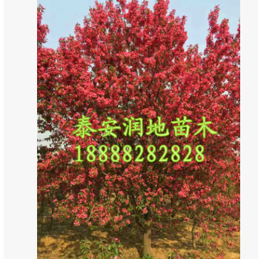 泰安12公分西府海棠價格
