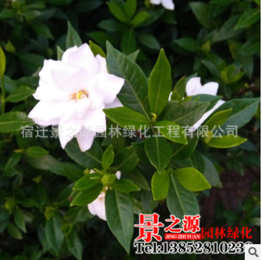 基地批發(fā)梔子花盆栽梔子花苗室內(nèi)芳香植物梔子花帶土