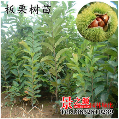 直銷板栗苗 產量高 嫁接板栗樹 栗子苗 良種嫁接板栗樹苗