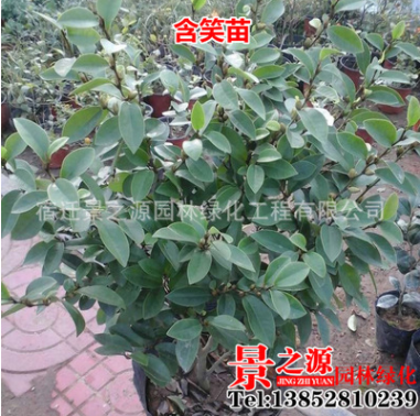 含笑花苗盆栽盆景 濃香型 香蕉花 陽臺室內庭院綠植花卉 帶花苞發