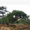 常年出售低價(jià)熱銷景松 造型美觀的景松 價(jià)格合理 規(guī)格齊全