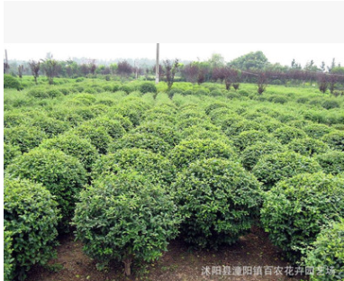 批發(fā)供應(yīng) 小葉女貞 小葉女貞球 小葉女貞苗 水蠟球綠化苗木