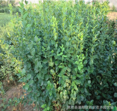 基地批發(fā)園林綠化苗木30-100CM高衛(wèi)矛 耐寒耐旱 衛(wèi)矛苗四季常青