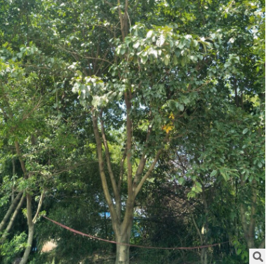 黃葛樹，基地批發(fā)各個(gè)規(guī)格