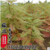 基地直銷林木園林觀葉類專業種植火炬樹苗
