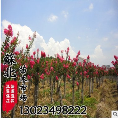 叢生紫薇 紅花紫薇樹(shù)苗 紫薇 規(guī)格齊全 園林綠化工程苗 觀花