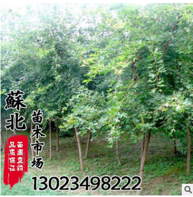 供應(yīng) 批發(fā)園林景觀苗木 五角楓 別稱(chēng)元寶槭工程苗