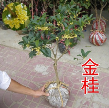 基地批發(fā)桂花樹(shù) 嫁接金桂樹(shù) 小桂花 八月桂桂花樹(shù)