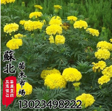 菊花類(lèi)種子批發(fā)萬(wàn)壽菊種子優(yōu)質(zhì)花草種子品種全地被花海