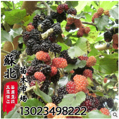 果樹(shù)苗 桑葚苗 果桑苗 無(wú)籽大十紅果盆栽地栽果樹(shù)苗