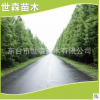 水杉 產(chǎn)地直銷各種規(guī)格水杉 水杉樹(shù)