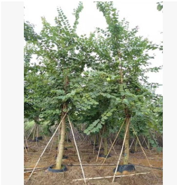基地直銷宮粉羊蹄甲移植苗 宮粉羊蹄甲袋苗 精品宮粉羊蹄甲批發(fā)