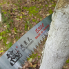 臺(tái)灣正品老農(nóng)夫S330彎鋸 整枝鋸 修枝鋸 手鋸 園藝鋸 園林工具