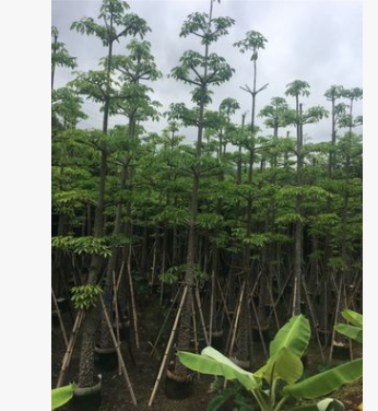 基地直銷現貨木棉樹苗 多規格成品熱帶樹 宏景園林種植基地