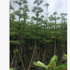 基地直銷現(xiàn)貨木棉樹苗 多規(guī)格成品熱帶樹 宏景園林種植基地